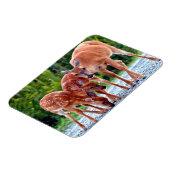 Kutest Baby Animals | Verdwenen met baby's Magneet (Linkerzijde)