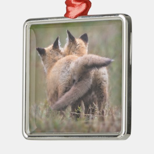 Kutest Baby Animals | Vergrendelingstaarten voor r Metalen Ornament (Links)