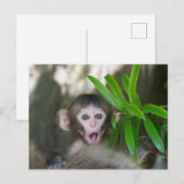 Kutest Baby Animals | Verrassde sneeuwaap Briefkaart (Voorkant / Achterkant)