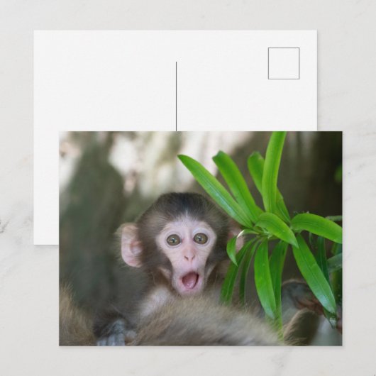 Kutest Baby Animals | Verrassde sneeuwaap Briefkaart (Voorkant / Achterkant)