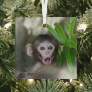 Kutest Baby Animals   Verrassde sneeuwaap Glas Ornament