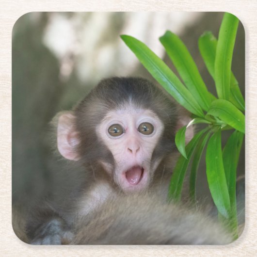 Kutest Baby Animals | Verrassde sneeuwaap Kartonnen Onderzetters (Voorkant)