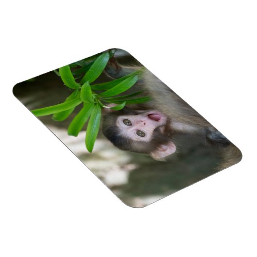 Kutest Baby Animals | Verrassde sneeuwaap Magneet (Rechterzijde)