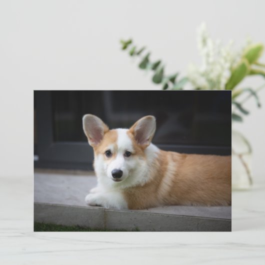 Kutest Baby Animals | Versoepeling Corgi Puppy Bedankkaart (Staand voorkant)