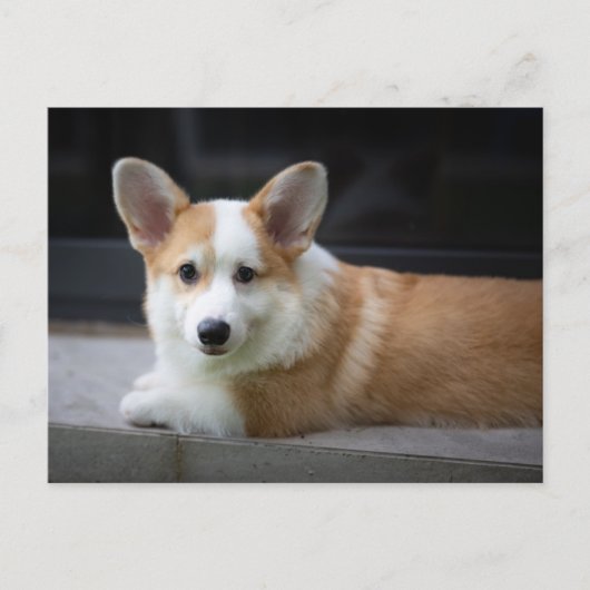 Kutest Baby Animals | Versoepeling Corgi Puppy Briefkaart (Voorkant)