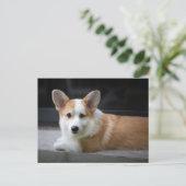 Kutest Baby Animals | Versoepeling Corgi Puppy Briefkaart (Staand voorkant)