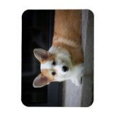Kutest Baby Animals | Versoepeling Corgi Puppy Magneet (Verticaal)