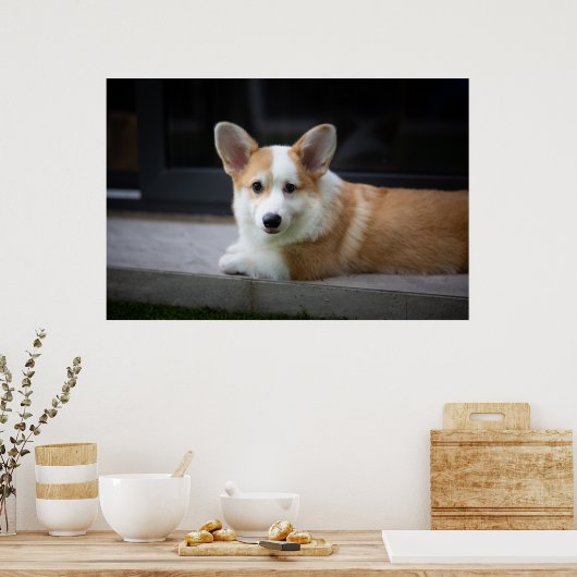 Kutest Baby Animals | Versoepeling Corgi Puppy Poster (Keuken)