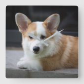 Kutest Baby Animals | Versoepeling Corgi Puppy Vierkante Klok (Voorkant)