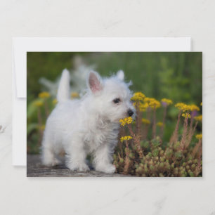 Kutest Baby Animals   West Highland White Terrier Bedankkaart