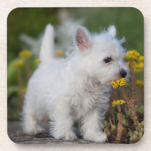Kutest Baby Animals   West Highland White Terrier Bier Onderzetter
