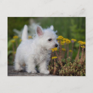 Kutest Baby Animals   West Highland White Terrier Briefkaart