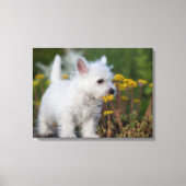 Kutest Baby Animals | West Highland White Terrier Canvas Afdruk (Voorkant)