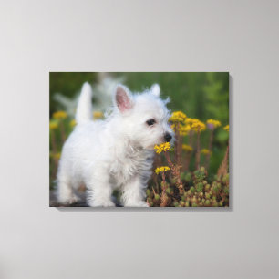 Kutest Baby Animals West Highland White Terrier Canvas Afdruk