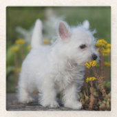 Kutest Baby Animals | West Highland White Terrier Glazen Onderzetter (Voorkant)