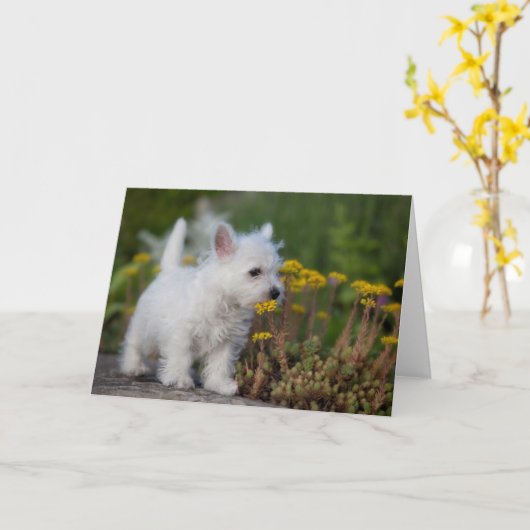 Kutest Baby Animals | West Highland White Terrier Kaart (Gele Bloem)