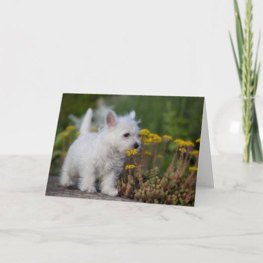 Kutest Baby Animals | West Highland White Terrier Kaart (Voorkant)