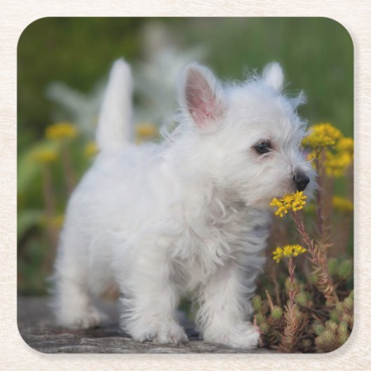 Kutest Baby Animals | West Highland White Terrier Kartonnen Onderzetters (Voorkant)