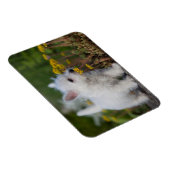 Kutest Baby Animals | West Highland White Terrier Magneet (Rechterzijde)