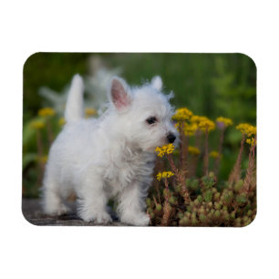Kutest Baby Animals West Highland White Terrier Magneet
