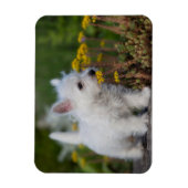 Kutest Baby Animals | West Highland White Terrier Magneet (Verticaal)