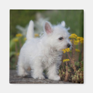 Kutest Baby Animals West Highland White Terrier Magneet