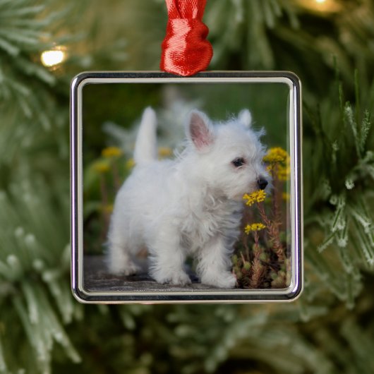 Kutest Baby Animals | West Highland White Terrier Metalen Ornament (Boom)