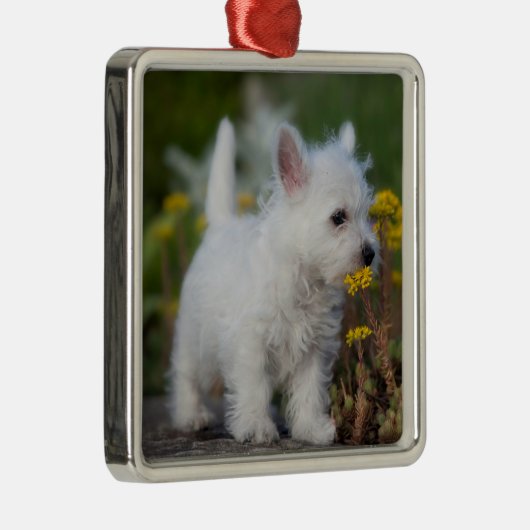 Kutest Baby Animals | West Highland White Terrier Metalen Ornament (Rechts)