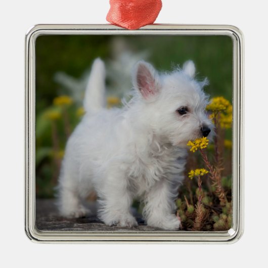 Kutest Baby Animals | West Highland White Terrier Metalen Ornament (Voorkant)