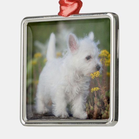 Kutest Baby Animals | West Highland White Terrier Metalen Ornament (Links)