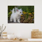 Kutest Baby Animals | West Highland White Terrier Poster (Keuken)