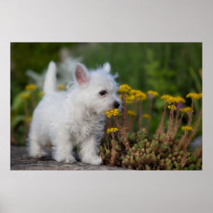 Kutest Baby Animals   West Highland White Terrier Poster