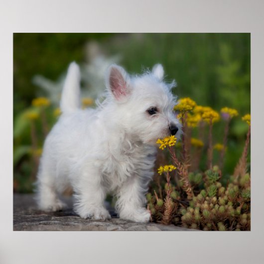 Kutest Baby Animals | West Highland White Terrier Poster (Voorkant)