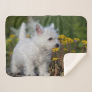 Kutest Baby Animals   West Highland White Terrier Sherpa Deken