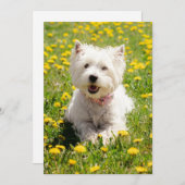Kutest Baby Animals | Westie Dog in Dandelions Bedankkaart (Voorkant / Achterkant)