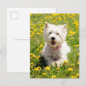 Kutest Baby Animals | Westie Dog in Dandelions Briefkaart (Voorkant / Achterkant)