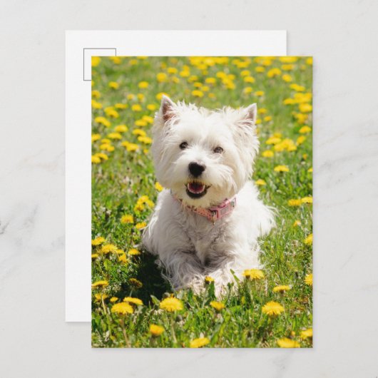 Kutest Baby Animals | Westie Dog in Dandelions Briefkaart (Voorkant / Achterkant)