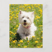 Kutest Baby Animals | Westie Dog in Dandelions Briefkaart (Voorkant)