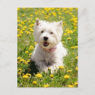 Kutest Baby Animals   Westie Dog in Dandelions Briefkaart