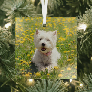 Kutest Baby Animals Westie Dog in Dandelions Glas Ornament