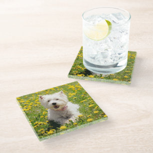 Kutest Baby Animals   Westie Dog in Dandelions Glazen Onderzetter