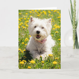 Kutest Baby Animals   Westie Dog in Dandelions Kaart