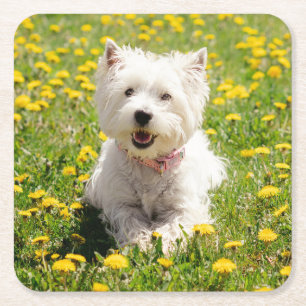Kutest Baby Animals   Westie Dog in Dandelions Kartonnen Onderzetters