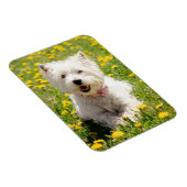 Kutest Baby Animals | Westie Dog in Dandelions Magneet (Rechterzijde)