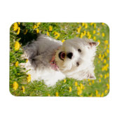 Kutest Baby Animals | Westie Dog in Dandelions Magneet (Horizontaal)