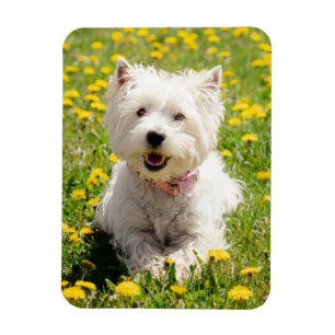 Kutest Baby Animals   Westie Dog in Dandelions Magneet