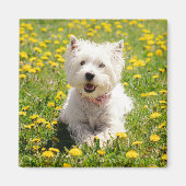 Kutest Baby Animals | Westie Dog in Dandelions Magneet (Voorkant)