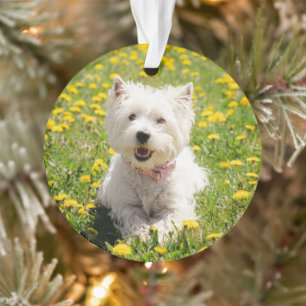 Kutest Baby Animals   Westie Dog in Dandelions Ornament