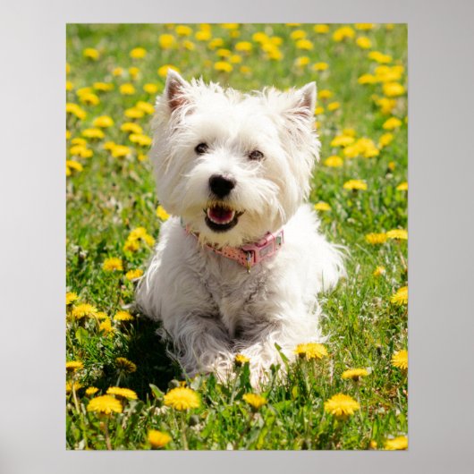 Kutest Baby Animals | Westie Dog in Dandelions Poster (Voorkant)