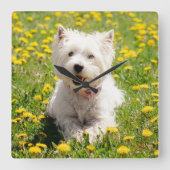 Kutest Baby Animals | Westie Dog in Dandelions Vierkante Klok (Voorkant)